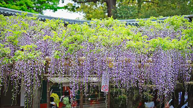 春日大社の砂ずりの藤