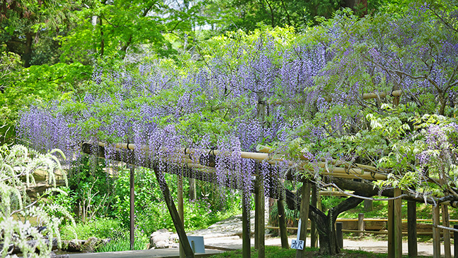 萬葉植物園の藤の花