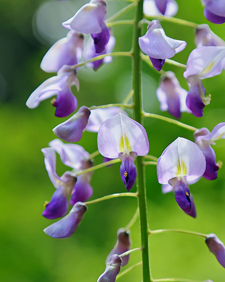 萬葉植物園の藤の花