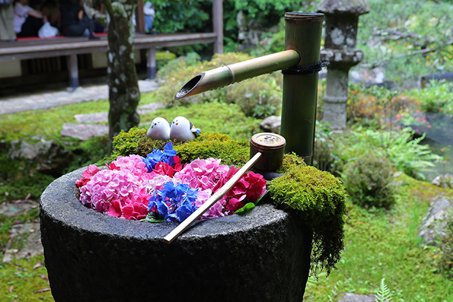楊谷寺 花手水 書院 苔 あじさい 竹の水口