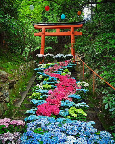 楊谷寺のアジサイ階段