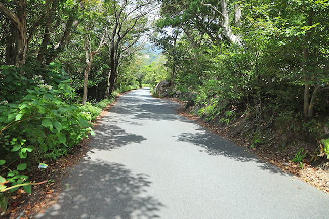 横山展望台へ向かう急な坂道と緑の風景