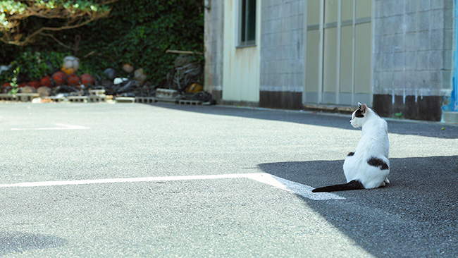 大王崎灯台近くの駐車場でのんびりしていた猫